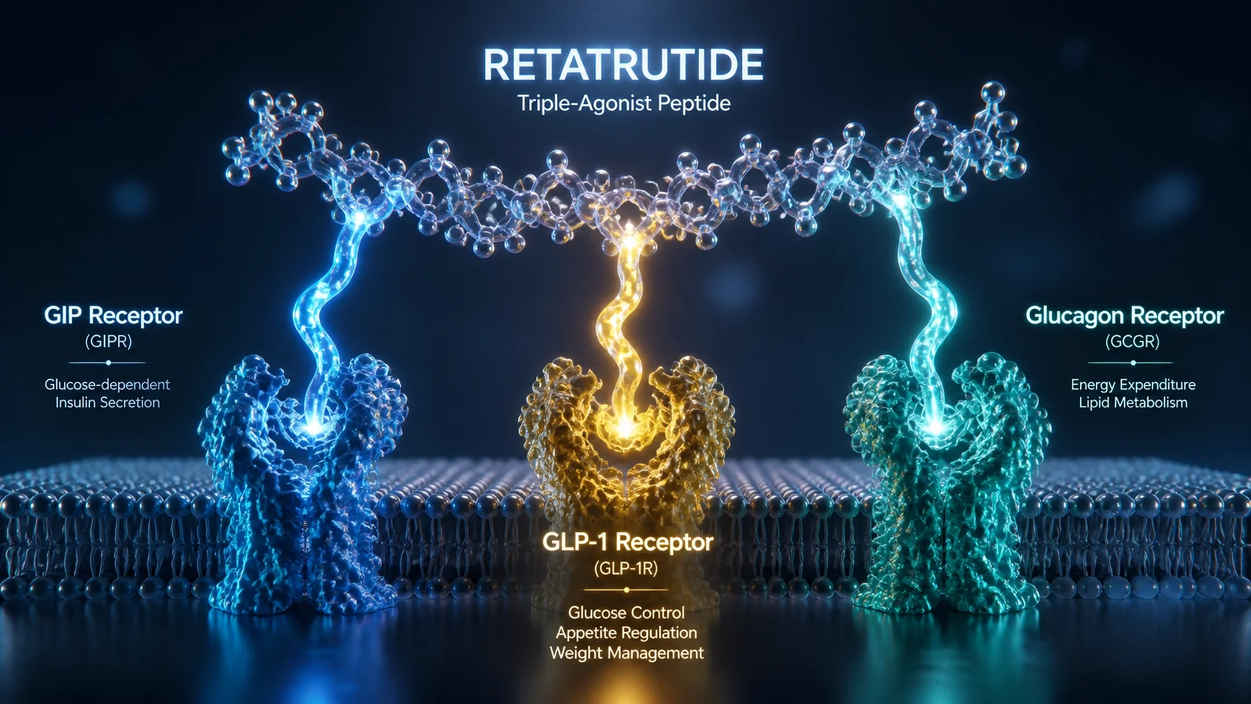 Retatrutide triple-agonist molecule 3D render