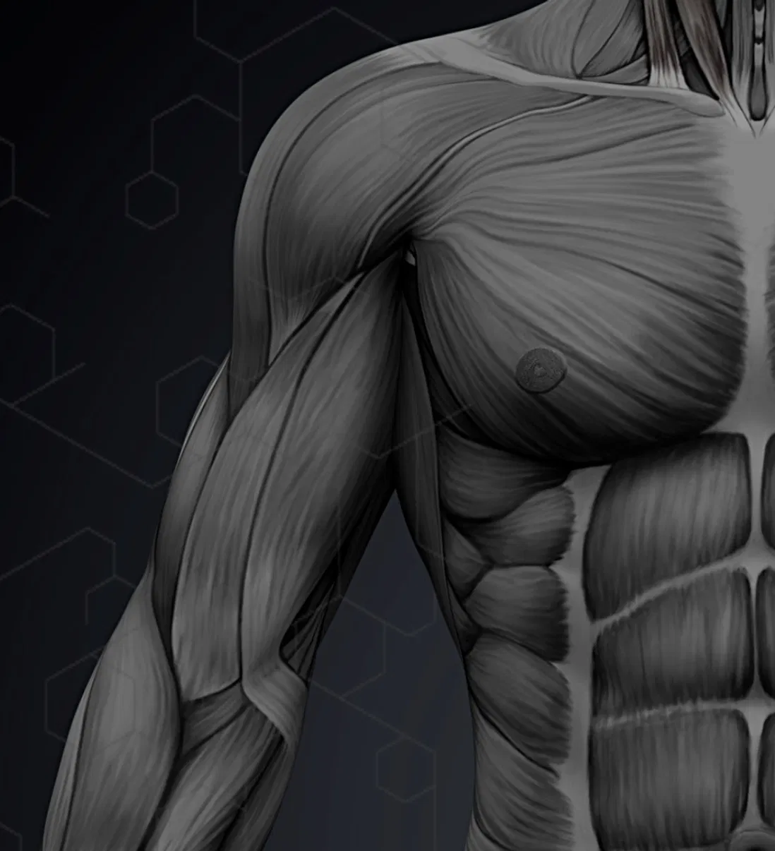 Hormone optimization testosterone therapy Sarasota microvascular and muscular systems
